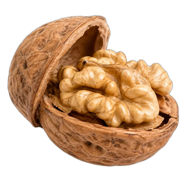 Geöffnete Walnuss